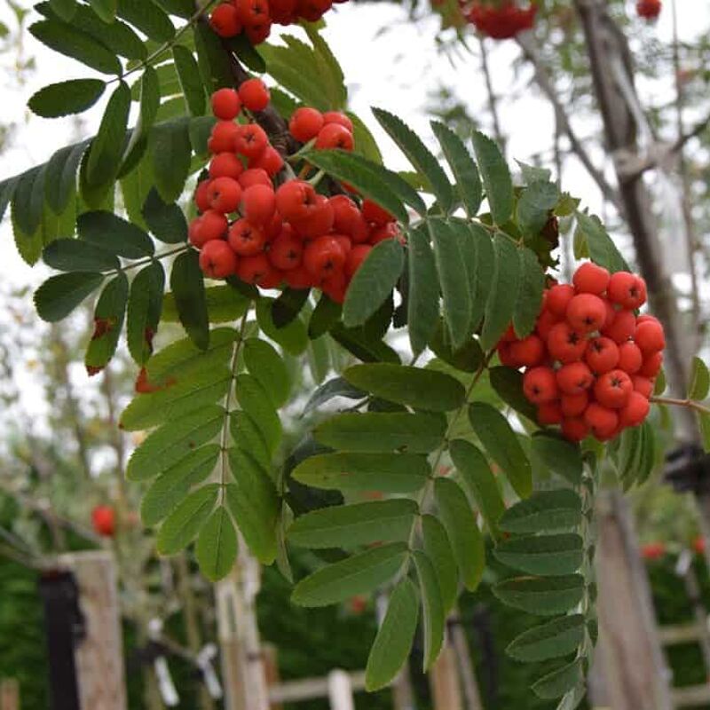 Sorbus aucuparia 'Streetwise' 14-16 EHS